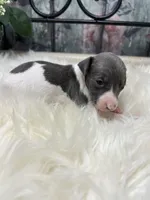 A&P F 8098, a female Italian Greyhound for sale in Havana, AR – Photo 8 of 8