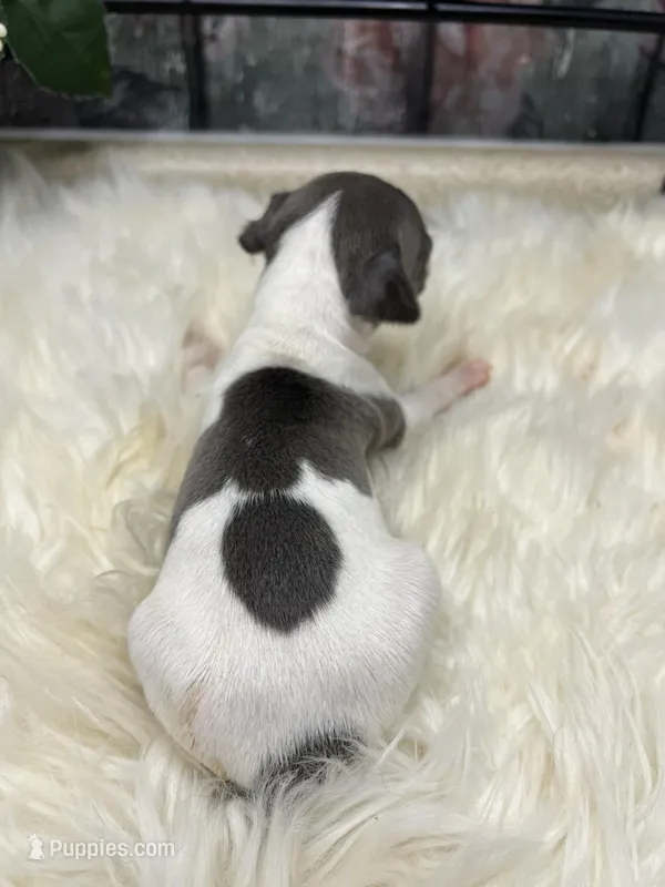 A&P F 8098, a female Italian Greyhound for sale in Havana, AR – Photo 1 of 8