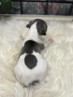 A&P F 8098, a female Italian Greyhound for sale in Havana, AR – Photo 1 of 8