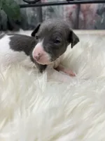 A&P F 8098, a female Italian Greyhound for sale in Havana, AR – Photo 3 of 8