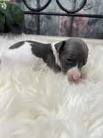 A&P F 8098, a female Italian Greyhound for sale in Havana, AR – Photo 4 of 8