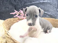 Giulia 2F, a female Italian Greyhound for sale in Havana, AR – 6 of 9