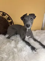 Pretty boy, a male Italian Greyhound for sale in Havana, AR – Photo 4 of 6