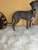 Pretty boy, a male Italian Greyhound for sale in Havana, AR – Photo 6 of 6