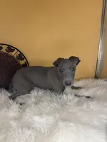 Pretty boy, a male Italian Greyhound for sale in Havana, AR – Photo 3 of 6