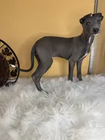 Pretty boy, a male Italian Greyhound for sale in Havana, AR – Photo 5 of 6