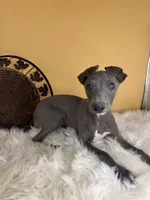 Pretty boy, a male Italian Greyhound for sale in Havana, AR – Photo 1 of 6
