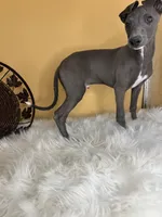 Pretty boy, a male Italian Greyhound for sale in Havana, AR – Photo 2 of 6