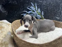 Pen/Bart, a male Italian Greyhound for sale in Havana, AR – 8 of 9