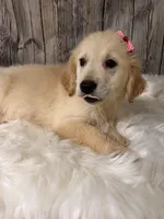 Dinks, a female Golden Retriever for sale in Havana, AR – Photo 3 of 10