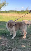 Dinks, a female Golden Retriever for sale in Havana, AR – Photo 9 of 10