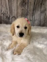 Dinks, a female Golden Retriever for sale in Havana, AR – Photo 6 of 10