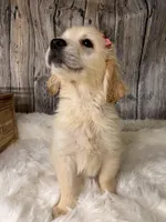 Dinks, a female Golden Retriever for sale in Havana, AR – Photo 5 of 10
