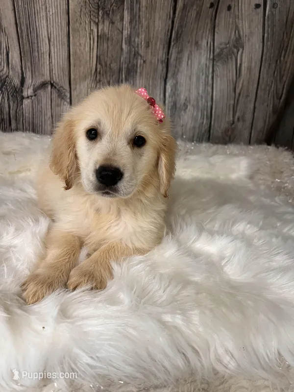Dinks, a female Golden Retriever for sale in Havana, AR – Photo 1 of 10