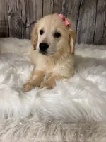 Dinks, a female Golden Retriever for sale in Havana, AR – Photo 4 of 10