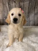 Dinks, a female Golden Retriever for sale in Havana, AR – Photo 2 of 10