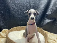 Bates, a male Italian Greyhound for sale in Havana, AR – 8 of 8