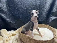 Adele, a female Italian Greyhound for sale in Havana, AR – 7 of 8