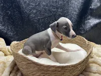 Bobby, a male Italian Greyhound for sale in Havana, AR – 5 of 8