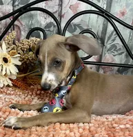 Jeepers, a male Italian Greyhound for sale in Havana, AR – Photo 7 of 9