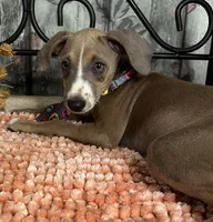 Jeepers, a male Italian Greyhound for sale in Havana, AR – Photo 4 of 9