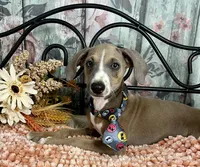 Jeepers, a male Italian Greyhound for sale in Havana, AR – Photo 6 of 9