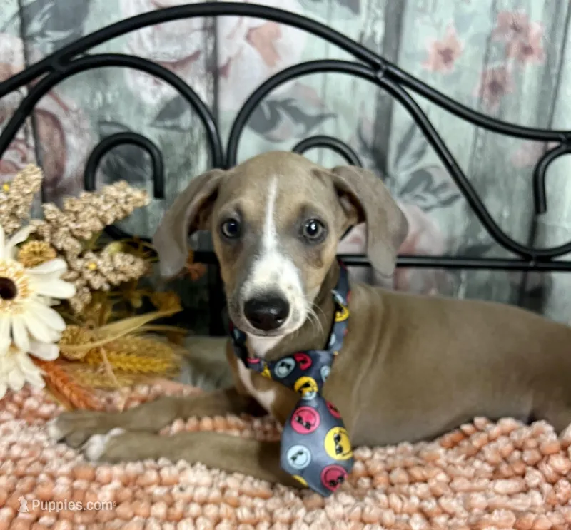 Jeepers, a male Italian Greyhound for sale in Havana, AR – Photo 1 of 9