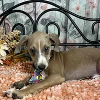 Jeepers, a male Italian Greyhound for sale in Havana, AR – Photo 5 of 9