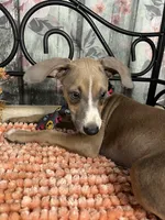 Jeepers, a male Italian Greyhound for sale in Havana, AR – Photo 9 of 9