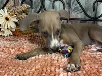 Jeepers, a male Italian Greyhound for sale in Havana, AR – Photo 8 of 9