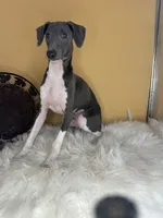 Izzy’s boy, a male Italian Greyhound for sale in Havana, AR – Photo 2 of 6