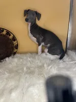 Izzy’s boy, a male Italian Greyhound for sale in Havana, AR – Photo 6 of 6