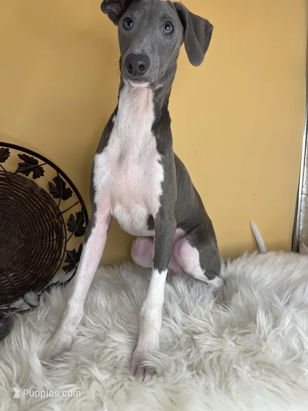 Izzy’s boy, a male Italian Greyhound for sale in Havana, AR – Photo 1 of 6