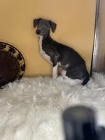 Izzy’s boy, a male Italian Greyhound for sale in Havana, AR – Photo 3 of 6