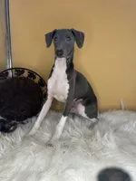 Izzy’s boy, a male Italian Greyhound for sale in Havana, AR – Photo 4 of 6