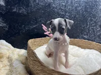 Rebel girl, a female Italian Greyhound for sale in Havana, AR – 3 of 7