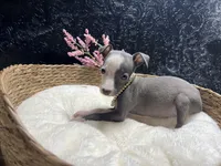 Till/Pete 5, a female Italian Greyhound for sale in Havana, AR – 10 of 10