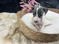 Giulia 6F, a female Italian Greyhound for sale in Havana, AR – 5 of 8