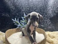 Pen/Bart 2, a male Italian Greyhound for sale in Havana, AR – 8 of 9