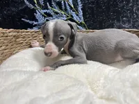 Easton, a male Italian Greyhound for sale in Havana, AR – 3 of 7