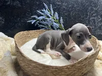 Pen/Bart, a male Italian Greyhound for sale in Havana, AR – 6 of 9