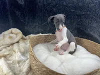 Piper 1 F, a female Italian Greyhound for sale in Havana, AR – 2 of 8