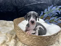 Giulia 3M, a male Italian Greyhound for sale in Havana, AR – 3 of 8