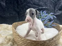 Giulia 1M, a male Italian Greyhound for sale in Havana, AR – 7 of 8
