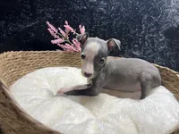 Till/Pete 5, a female Italian Greyhound for sale in Havana, AR – 8 of 10
