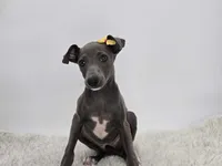 Gina, a female Italian Greyhound for sale in Havana, AR – Photo 6 of 9