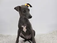 Gina, a female Italian Greyhound for sale in Havana, AR – Photo 4 of 9