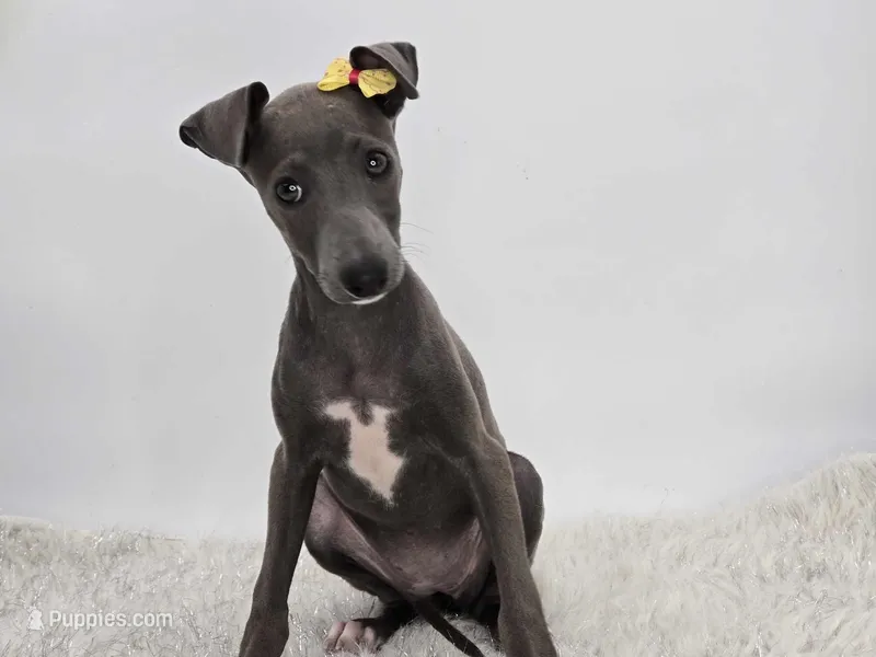 Gina, a female Italian Greyhound for sale in Havana, AR – Photo 1 of 9