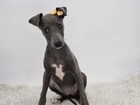 Gina, a female Italian Greyhound for sale in Havana, AR – Photo 1 of 9
