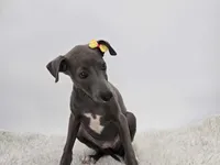 Gina, a female Italian Greyhound for sale in Havana, AR – Photo 3 of 9